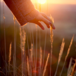 An outstretched hand gently touching the top of wheat stalks illuminated from behind with light from the setting sun.Symbolizing Chris Collins' therapy for Anxiety and Depression.